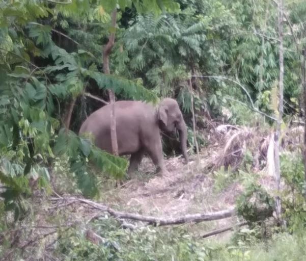 Gajah Masuk Pemukiman Warga di Lampung Barat, Petugas Giring Masuk Hutan 
