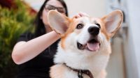 10 Ras Anjing Menggemaskan yang Ramah dan Mudah Dirawat di Rumah