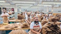 Holding Perkebunan Nusantara Perkuat Daya Saing Global, Tembakau Premium PTPN I Jadi Andalan Industri Cerutu Dunia